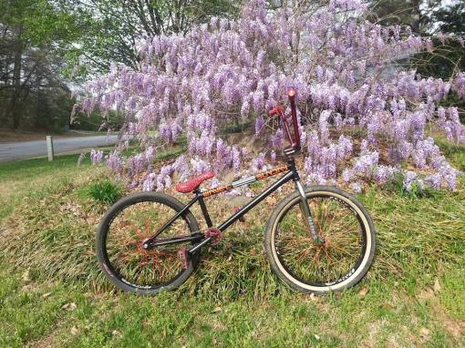 Cale Avery Schindler Wave C