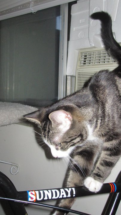 Marty Cruiser Revolution Factory Watch Cat